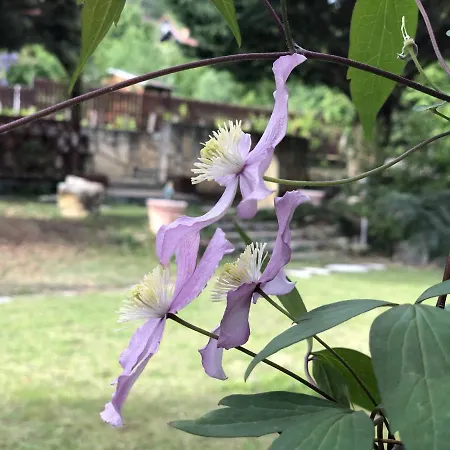 Bed & Breakfast Apollo *